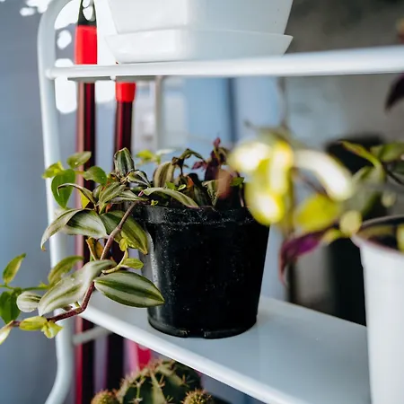 Bloom Villa&apartments Daire *