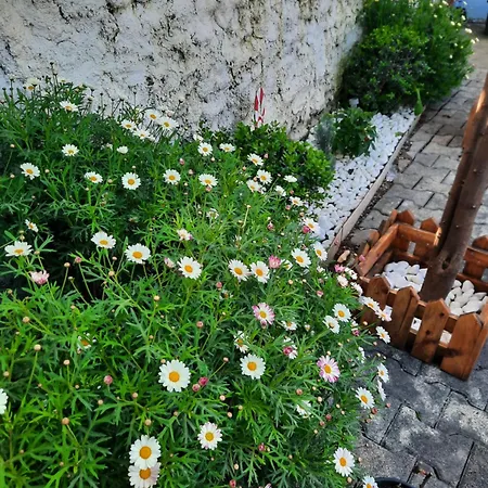 Bloom Villa&apartments ティラナ