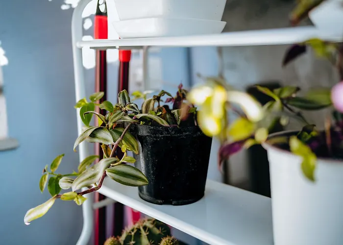 Bloom Villa&apartments Lejlighed *