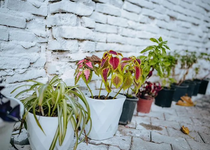 Apartmán Bloom Villa&apartments